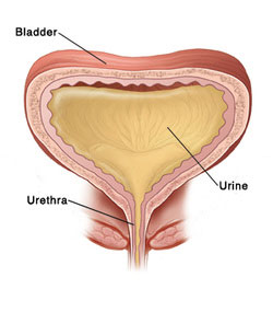 Bladder