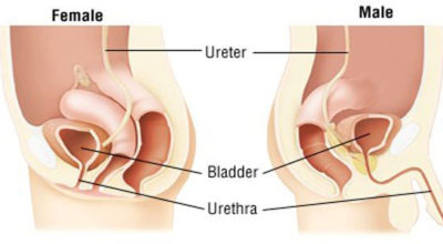 urethra